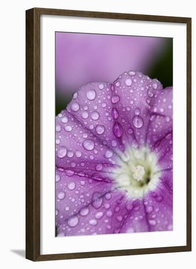 Close-Up of Mallow-Leaved Bindweed (Convolvulus Althaeoides) Flower Covered in Raindrops, Cyprus-Lilja-Framed Photographic Print