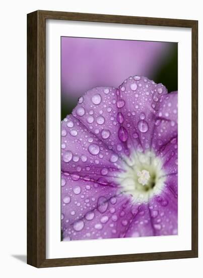 Close-Up of Mallow-Leaved Bindweed (Convolvulus Althaeoides) Flower Covered in Raindrops, Cyprus-Lilja-Framed Photographic Print