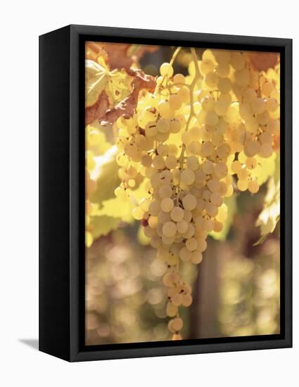 Close-up of Malvasia Grapes in Vineyard Outside Frascati, Frascati, Lazio, Italy, Europe-Michael Newton-Framed Stretched Canvas