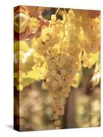 Close-up of Malvasia Grapes in Vineyard Outside Frascati, Frascati, Lazio, Italy, Europe-Michael Newton-Stretched Canvas