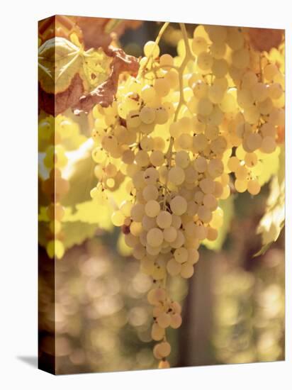 Close-up of Malvasia Grapes in Vineyard Outside Frascati, Frascati, Lazio, Italy, Europe-Michael Newton-Stretched Canvas