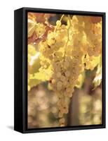 Close-up of Malvasia Grapes in Vineyard Outside Frascati, Frascati, Lazio, Italy, Europe-Michael Newton-Framed Stretched Canvas
