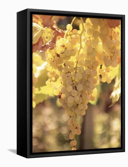 Close-up of Malvasia Grapes in Vineyard Outside Frascati, Frascati, Lazio, Italy, Europe-Michael Newton-Framed Stretched Canvas