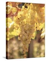 Close-up of Malvasia Grapes in Vineyard Outside Frascati, Frascati, Lazio, Italy, Europe-Michael Newton-Stretched Canvas