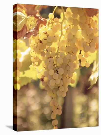 Close-up of Malvasia Grapes in Vineyard Outside Frascati, Frascati, Lazio, Italy, Europe-Michael Newton-Stretched Canvas