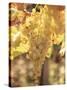 Close-up of Malvasia Grapes in Vineyard Outside Frascati, Frascati, Lazio, Italy, Europe-Michael Newton-Stretched Canvas