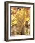 Close-up of Malvasia Grapes in Vineyard Outside Frascati, Frascati, Lazio, Italy, Europe-Michael Newton-Framed Photographic Print