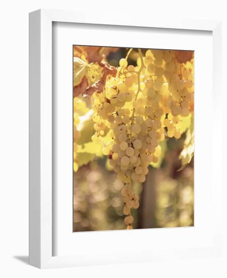 Close-up of Malvasia Grapes in Vineyard Outside Frascati, Frascati, Lazio, Italy, Europe-Michael Newton-Framed Photographic Print