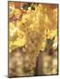 Close-up of Malvasia Grapes in Vineyard Outside Frascati, Frascati, Lazio, Italy, Europe-Michael Newton-Mounted Photographic Print