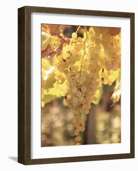 Close-up of Malvasia Grapes in Vineyard Outside Frascati, Frascati, Lazio, Italy, Europe-Michael Newton-Framed Photographic Print