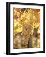 Close-up of Malvasia Grapes in Vineyard Outside Frascati, Frascati, Lazio, Italy, Europe-Michael Newton-Framed Photographic Print