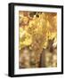 Close-up of Malvasia Grapes in Vineyard Outside Frascati, Frascati, Lazio, Italy, Europe-Michael Newton-Framed Photographic Print