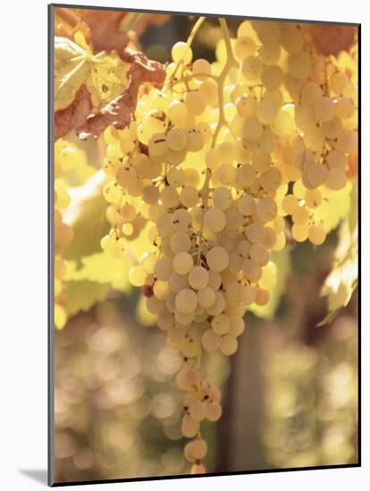 Close-up of Malvasia Grapes in Vineyard Outside Frascati, Frascati, Lazio, Italy, Europe-Michael Newton-Mounted Photographic Print