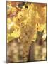 Close-up of Malvasia Grapes in Vineyard Outside Frascati, Frascati, Lazio, Italy, Europe-Michael Newton-Mounted Photographic Print