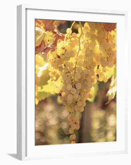 Close-up of Malvasia Grapes in Vineyard Outside Frascati, Frascati, Lazio, Italy, Europe-Michael Newton-Framed Photographic Print