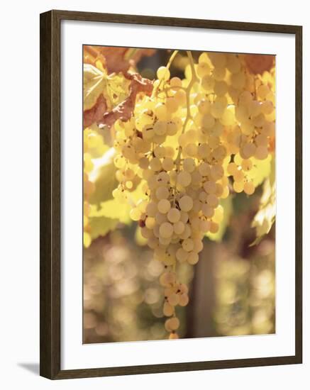 Close-up of Malvasia Grapes in Vineyard Outside Frascati, Frascati, Lazio, Italy, Europe-Michael Newton-Framed Photographic Print