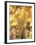 Close-up of Malvasia Grapes in Vineyard Outside Frascati, Frascati, Lazio, Italy, Europe-Michael Newton-Framed Photographic Print