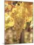 Close-up of Malvasia Grapes in Vineyard Outside Frascati, Frascati, Lazio, Italy, Europe-Michael Newton-Mounted Photographic Print