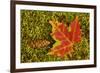 Close-up of maple leaf and pine cone on moss, Pictured Rocks National Lakeshore, Michigan.-Adam Jones-Framed Photographic Print