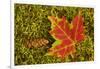 Close-up of maple leaf and pine cone on moss, Pictured Rocks National Lakeshore, Michigan.-Adam Jones-Framed Photographic Print