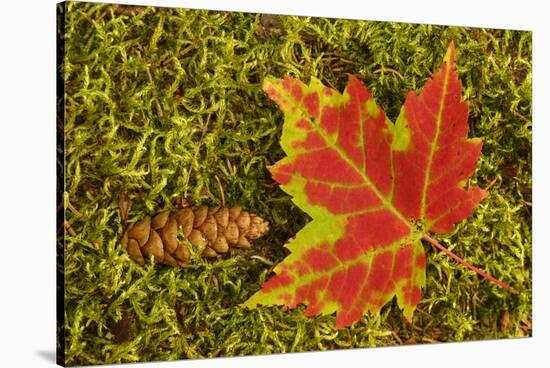 Close-up of maple leaf and pine cone on moss, Pictured Rocks National Lakeshore, Michigan.-Adam Jones-Stretched Canvas