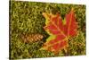 Close-up of maple leaf and pine cone on moss, Pictured Rocks National Lakeshore, Michigan.-Adam Jones-Stretched Canvas