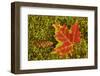 Close-up of maple leaf and pine cone on moss, Pictured Rocks National Lakeshore, Michigan.-Adam Jones-Framed Photographic Print