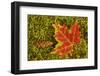 Close-up of maple leaf and pine cone on moss, Pictured Rocks National Lakeshore, Michigan.-Adam Jones-Framed Photographic Print