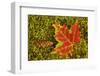 Close-up of maple leaf and pine cone on moss, Pictured Rocks National Lakeshore, Michigan.-Adam Jones-Framed Photographic Print