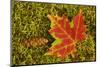 Close-up of maple leaf and pine cone on moss, Pictured Rocks National Lakeshore, Michigan.-Adam Jones-Mounted Photographic Print