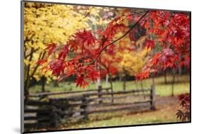 Close-up of maple leaves, Bainbridge Island, Kitsap County, Washington State, USA-Panoramic Images-Mounted Photographic Print