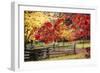 Close-up of maple leaves, Bainbridge Island, Kitsap County, Washington State, USA-Panoramic Images-Framed Photographic Print