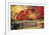 Close-up of maple leaves, Bainbridge Island, Kitsap County, Washington State, USA-Panoramic Images-Framed Photographic Print