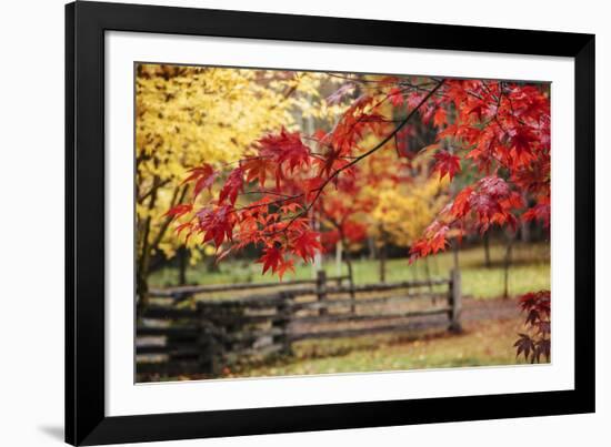 Close-up of maple leaves, Bainbridge Island, Kitsap County, Washington State, USA-Panoramic Images-Framed Photographic Print