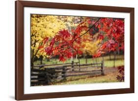 Close-up of maple leaves, Bainbridge Island, Kitsap County, Washington State, USA-Panoramic Images-Framed Photographic Print