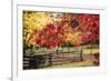 Close-up of maple leaves, Bainbridge Island, Kitsap County, Washington State, USA-Panoramic Images-Framed Photographic Print