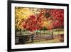 Close-up of maple leaves, Bainbridge Island, Kitsap County, Washington State, USA-Panoramic Images-Framed Photographic Print