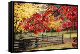 Close-up of maple leaves, Bainbridge Island, Kitsap County, Washington State, USA-Panoramic Images-Framed Stretched Canvas