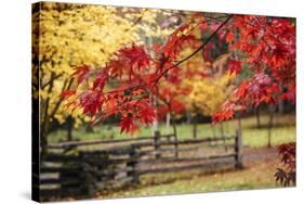 Close-up of maple leaves, Bainbridge Island, Kitsap County, Washington State, USA-Panoramic Images-Stretched Canvas