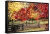 Close-up of maple leaves, Bainbridge Island, Kitsap County, Washington State, USA-Panoramic Images-Framed Stretched Canvas