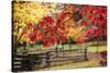 Close-up of maple leaves, Bainbridge Island, Kitsap County, Washington State, USA-Panoramic Images-Stretched Canvas