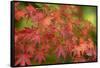 Close-up of maple leaves, Portland, Oregon, USA-Panoramic Images-Framed Stretched Canvas