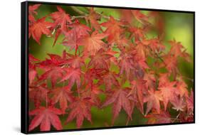 Close-up of maple leaves, Portland, Oregon, USA-Panoramic Images-Framed Stretched Canvas