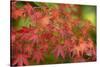 Close-up of maple leaves, Portland, Oregon, USA-Panoramic Images-Stretched Canvas