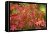 Close-up of maple leaves, Portland, Oregon, USA-Panoramic Images-Framed Stretched Canvas