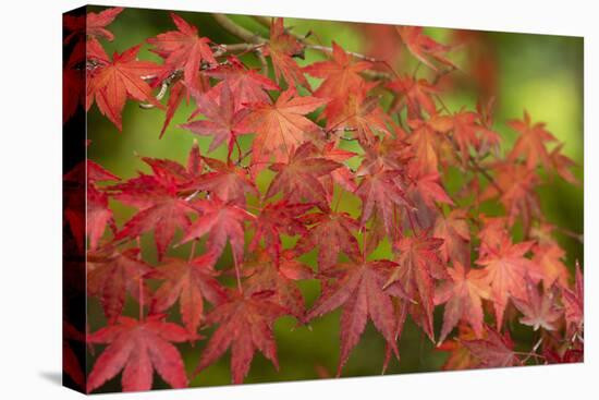 Close-up of maple leaves, Portland, Oregon, USA-Panoramic Images-Stretched Canvas