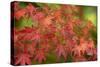 Close-up of maple leaves, Portland, Oregon, USA-Panoramic Images-Stretched Canvas