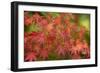 Close-up of maple leaves, Portland, Oregon, USA-Panoramic Images-Framed Photographic Print