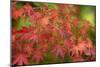 Close-up of maple leaves, Portland, Oregon, USA-Panoramic Images-Mounted Photographic Print