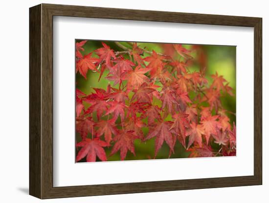 Close-up of maple leaves, Portland, Oregon, USA-Panoramic Images-Framed Photographic Print